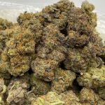 Granddaddy Purple Strain