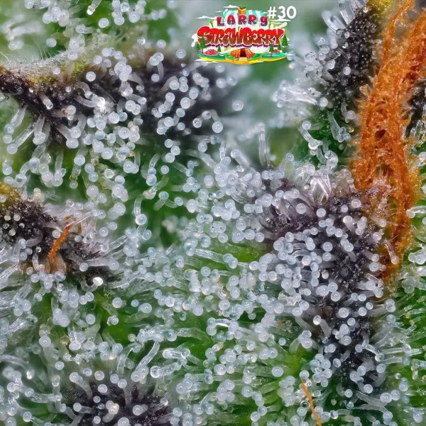LARRG-STRAWBERRY-1.webp MELTED STRAWBERRY STRAIN - Image 1