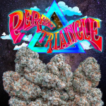 PERFECT TRIANGLE JUNGLEBOYS