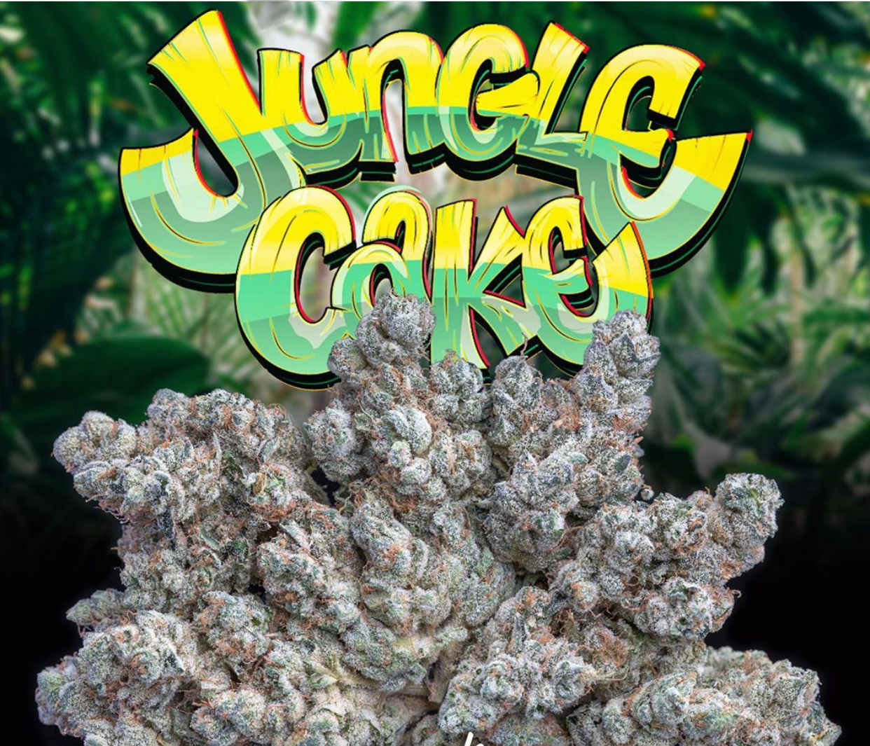 UNGLE-CAKE-JUNGLEBOYS-1.webp JUNGLE CAKE STARIN - Image 1