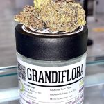 Buy Grandiflora strain 10% Off