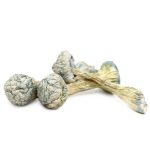 Amazonian Magic Mushrooms