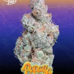 PAPAYA PUNCH STRAIN