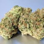 Platinum Girls Scout